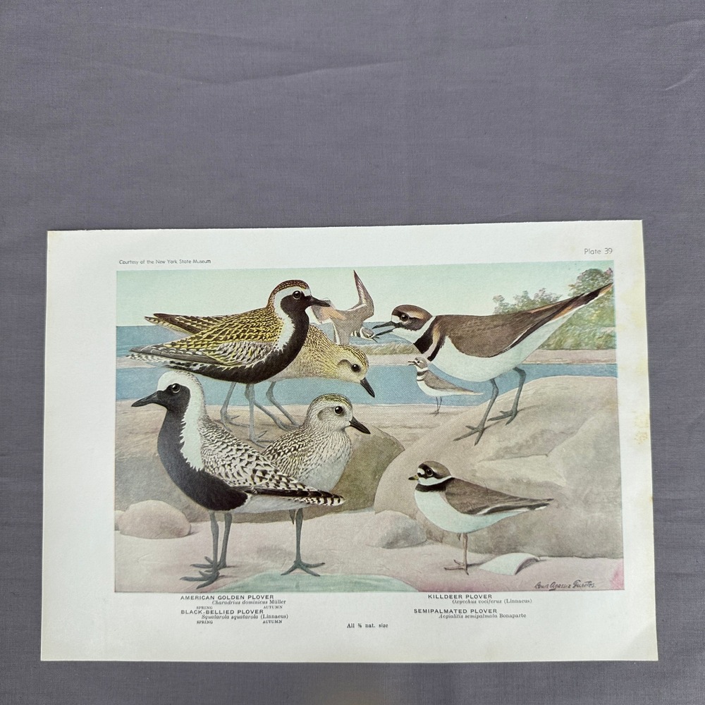 1936 Louis Fuertes American Golden Plover Vintage Bird Book Plate Wall Art